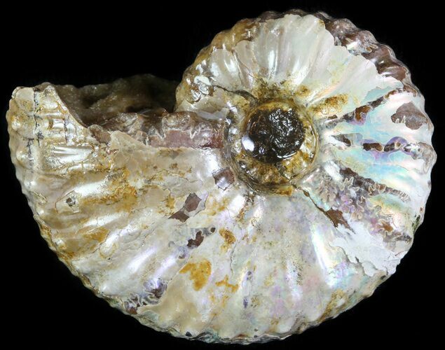 Iridescent Discoscaphites Ammonite - South Dakota #62610
